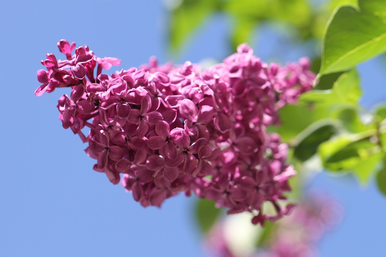 Les plantes qui purifient naturellement l'air de votre jardin